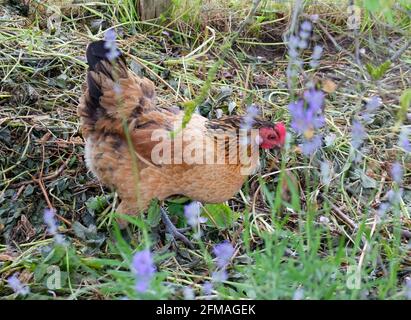 Die glückliche Henne, Rasse: Vorwerkhühner Stockfoto