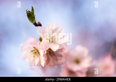 Dekorative Kirschblüten Stockfoto
