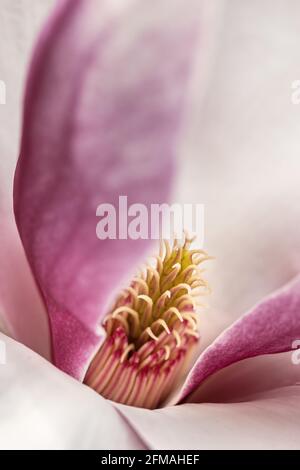 Makroaufnahme einer blühenden Magnolie Stockfoto