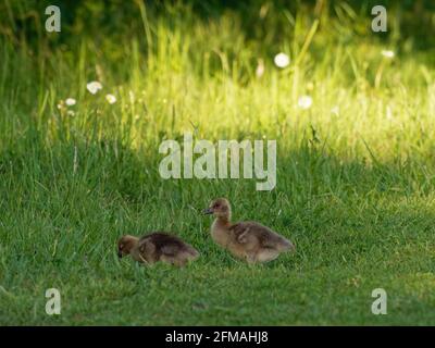 Graugans, Anser anser, Küken Stockfoto