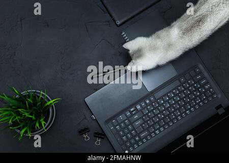 Neugierige Katze auf dem Tisch eines Geschäftsmannes. Business, Telearbeit, Selbststudienkonzept. Draufsicht, flach liegend, Low-Key. Stockfoto