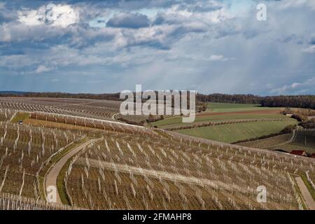 Weinberge und Landschaft zwischen Obereisenheim, Untereisenheim und Fahr am Main auf der Volkacher Mainschleife, Landkreis Würzburg, Unterfanken, Bayern, Deutschland Stockfoto