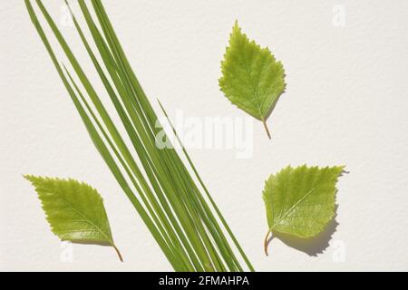 Frisches grünes Gras und junge grüne Birkenblätter auf weißem Tisch. Stockfoto
