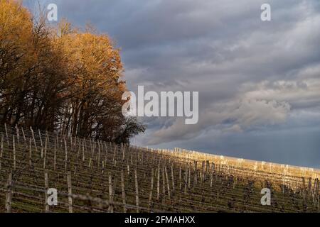 Weinberge und Landschaft zwischen Obereisenheim, Untereisenheim und Fahr am Main auf der Volkacher Mainschleife, Landkreis Würzburg, Unterfanken, Bayern, Deutschland Stockfoto