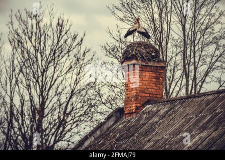 Im Frühjahr kommt eine Störchenfamilie an und baut ein Nest auf dem Dach des Hauses. Stockfoto