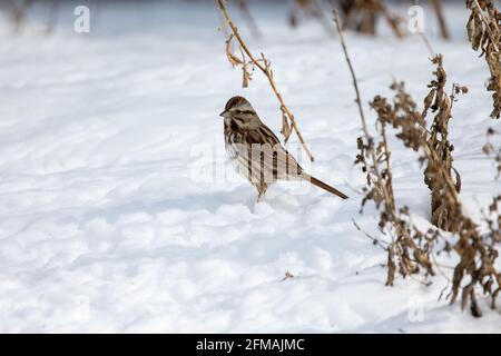Singsperling im verschneiten Hinterhof Stockfoto