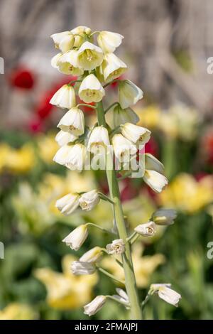 Nahaufnahme einer Perserlilie (fitillarai persica) Blühende Pflanze Stockfoto