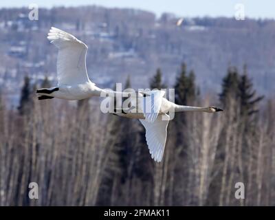 Trumpeter Swan Paar in Alaska Stockfoto