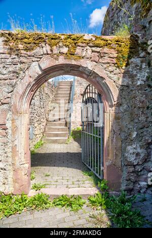 Burgruine Scherenburg, Schloss, Sommer, Gemünden am Main, Main-Spessart, Franken, Bayern, Deutschland, Europa, Stockfoto