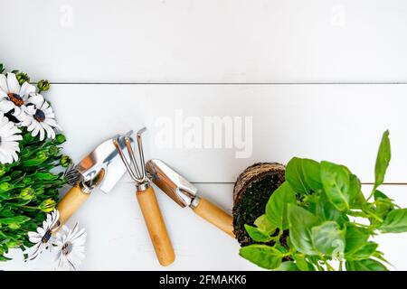 Gartengeräte und Pflanzen auf weißem Holzhintergrund.Spring Garten arbeitet Konzept. Draufsicht Stockfoto