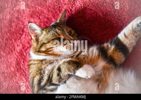 Eine schöne tabby flauschige Katze liegt zu Hause auf dem Boden und genießt gute Laune und einen vollen Bauch. Stockfoto