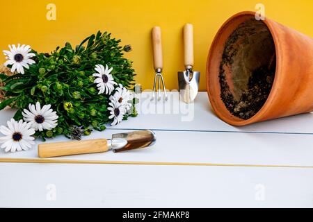 Gartengeräte, die an der gelben Wand gelehnt sind, sowie Topf und Gänseblümchen auf weißem Holzhintergrund. Spring Garden Works Konzept. Stockfoto