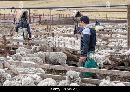 Schafzucht, Schafschur und Verarbeitung auf einer Estancia auf Feuerland, Argentinien, Südamerika Stockfoto