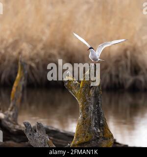 Arctic Tern landete auf einem alten Baumstumpf Stockfoto