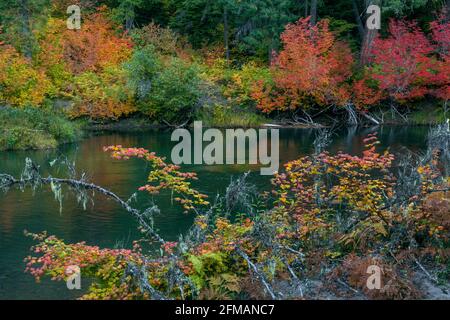 Dogwood, Vine Maple, Rogue River National Wild and Scenic River, Rogue River National Forest, Oregon Stockfoto