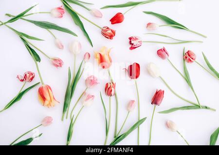 Blumenmuster aus schönen Tulpen auf weißem Hintergrund. Flach liegend, Draufsicht. Stockfoto