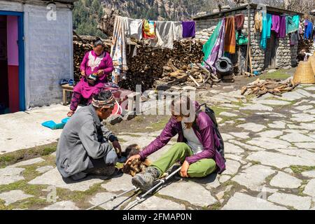 Junge Frau und Wanderführer spielen mit Welpen in der Nähe von Kalopani, Mustang, Nepal Stockfoto