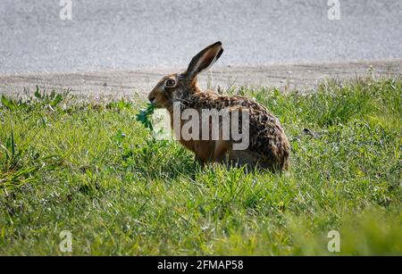 Duisburg, Ruhrgebiet, Nordrhein-Westfalen, Deutschland - Hase sitzt auf der Wiese und frisst Kleeblatt. Stockfoto