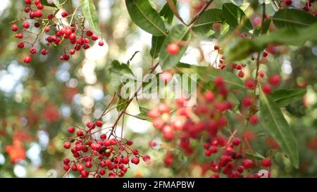 Rote Beeren am Baum, Gartenarbeit in Kalifornien, USA. Natürlicher atmosphärischer botanischer Nahaufnahme Hintergrund. Viburnum, frühlingshafte oder herbstliche Morgengärten oder Wälder, frische Frühlings- oder Herbstflora im weichen Fokus. Stockfoto