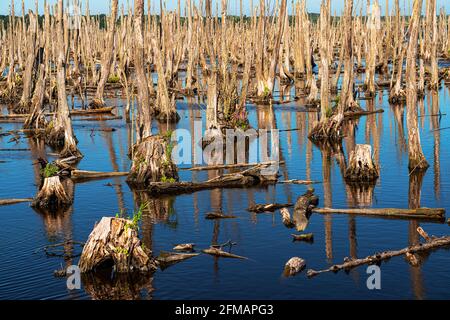 Tote Bäume im Naturschutzgebiet Anklam Stadtbruch, Anklam Stockfoto
