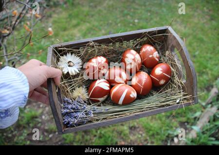 Hand hält Osterkorb mit natürlich gefärbten Ostereiern in einem Korb mit Heu, im Freien, Rasen, Garten Stockfoto