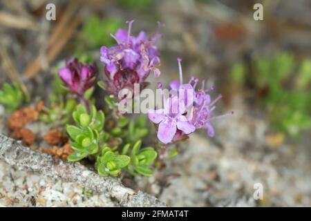 Breckland Thyme, Thymus serpyllum wächst zwischen Sand Stockfoto