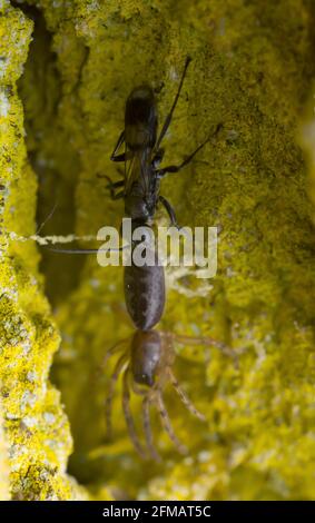 Spinnenwespe, Pompilidae mit gefangener Schlangenspinne, Segestria senoculata Stockfoto