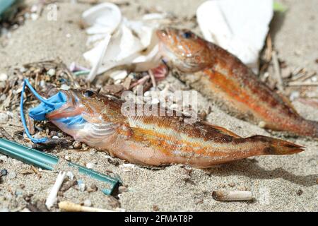 Comber Barsch Fisch tot essen Kunststoff Gummi Entsorgung Handschuh Müll Auf einem Schutt verseuchten Meereslebensraum.Naturverschmutzung Stockfoto