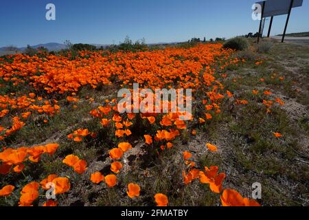 Blick auf das Antelope Valley California Poppy Super Bloom, blühende Mohnblumen über das Antelope Valley und sanfte Hügel, Montag, 1. April 2019 Foto von Jennifer Graylock-Graylock.com 917-519-7666 Stockfoto