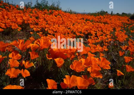 Blick auf das Antelope Valley California Poppy Super Bloom, blühende Mohnblumen über das Antelope Valley und sanfte Hügel, Montag, 1. April 2019 Foto von Jennifer Graylock-Graylock.com 917-519-7666 Stockfoto