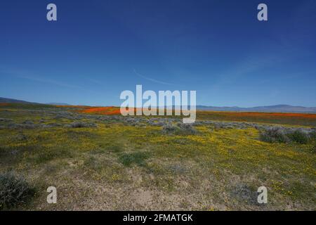 Blick auf das Antelope Valley California Poppy Super Bloom, blühende Mohnblumen über das Antelope Valley und sanfte Hügel, Montag, 1. April 2019 Foto von Jennifer Graylock-Graylock.com 917-519-7666 Stockfoto