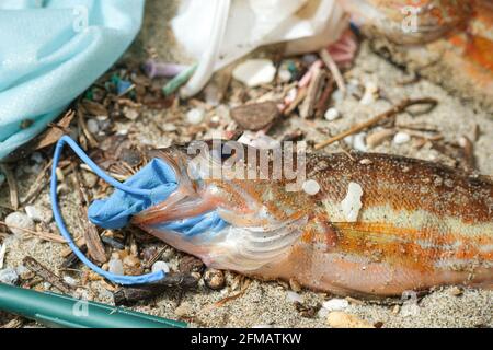 Comber Barsch Fisch tot essen Kunststoff Gummi Entsorgung Handschuh Müll auf einem Trümmer kontaminierten Meer Habitat.Nature Verschmutzung. Stockfoto