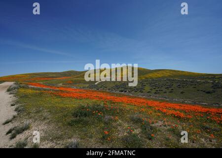 Blick auf das Antelope Valley California Poppy Super Bloom, blühende Mohnblumen über das Antelope Valley und sanfte Hügel, Montag, 1. April 2019 Foto von Jennifer Graylock-Graylock.com 917-519-7666 Stockfoto