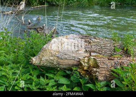 Deutschland, Baden-Württemberg, Hayingen - Anhausen, Biberfutter, vom Biber gefällter Baum Stockfoto