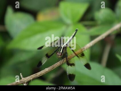 Ein goldener Farbskimmer oder Libelle auf einem trockenen Stick Stockfoto