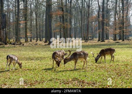 Deutschland, Baden-Württemberg, Tübingen - Bebenhausen, Damhirsche beim Weiden in einem Wildreservat in Schönbuch Stockfoto