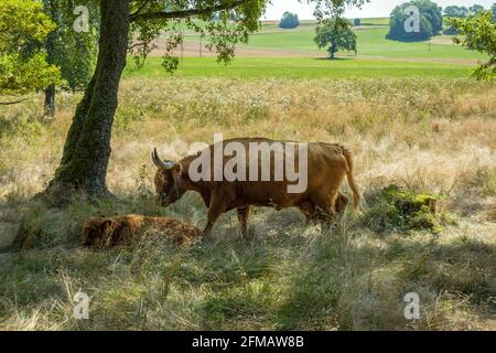 Deutschland, Baden-Württemberg, Lenningen - Schopfloch, Schopflocher Torfgrube, schottisches Hochlandrind mit Kalb im Schatten unter einem Baum. Stockfoto