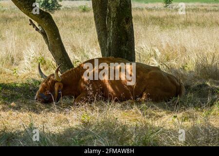 Deutschland, Baden-Württemberg, Lenningen - Schopfloch, Schopflocher Torfgrube, schottisches Hochlandrind dosiert im Schatten. Stockfoto