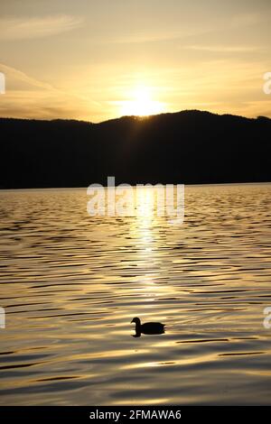 Ente bei Sonnenuntergang am Kochelsee, die Sonne verschwindet hinter den Bergen, Gegenlicht, Spiegelung Stockfoto