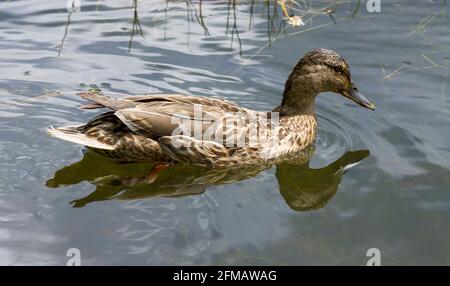 Deutschland, Baden-Württemberg, Stockente, Anas platyrhynchos, weiblich Stockfoto