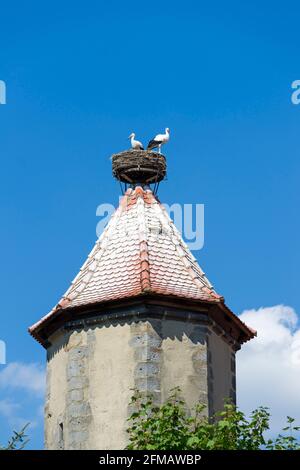 Deutschland, Bayern, Seßlach, zwei junge Weißstörche auf dem 4. Wehrturm am unteren Zwinger. Stockfoto