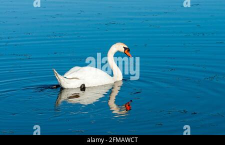 Deutschland, Baden-Württemberg, Bad Buchau, Stummer Schwan, Cygnus olor, Im Vogelschutzgebiet Federseer Ried. Das Federsee-Gebiet trägt den Titel Europäische Reserve. Stockfoto