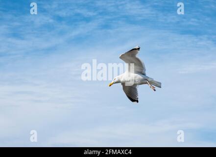 Die Heringsmöwe (Larus argentatus) ist eine Vogelart innerhalb der Möwen (Larinae) und die häufigste Großmöwe in Nord- und Westeuropa. Stockfoto