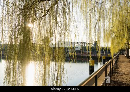 Berlin, Treptow, Spreeufer, Elsenbrücke, Morgenstimmung, Rückenlicht, Weidenzweige Stockfoto