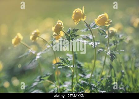 Italien, Dolomiten, Provinz Belluno, Alpenglobeflower, Trollius europaeus Stockfoto