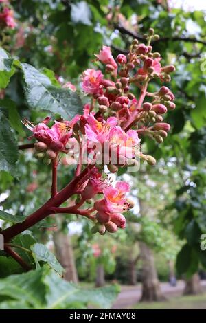Aesculus carnea Red Horse-Chestnut – aufrechte Rispen aus heißen rosafarbenen Blüten an dicken Stielen, Mai, England, Großbritannien Stockfoto