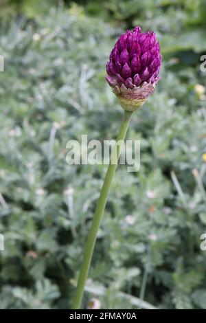 Allium Rotundum-Rundkopf-Lauch – dunkelviolett-rosa Blütentraube auf hohem Stamm, Mai, England, Großbritannien Stockfoto