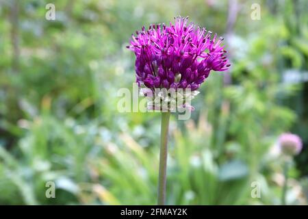 Allium Rotundum-Rundkopf-Lauch – dunkelviolett-rosa Blütentraube auf hohem Stamm, Mai, England, Großbritannien Stockfoto