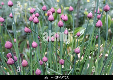 Allium schoenoprasum Knospen Klümchenknospen – Gruppe von kleinen Zwiebelkuppelförmigen hellvioletten Blütenknospen, Mai, England, Großbritannien Stockfoto