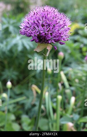 Allium hollandicum ‘Purple Sensation’ Dutch Garlic Purple Sensation – kugelförmige Dolde aus violetten sternförmigen Blüten auf hohen Stiel, Mai, England, Großbritannien Stockfoto